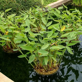 Buy Marginal Pond Plants for a Beautiful and Natural Water Garden