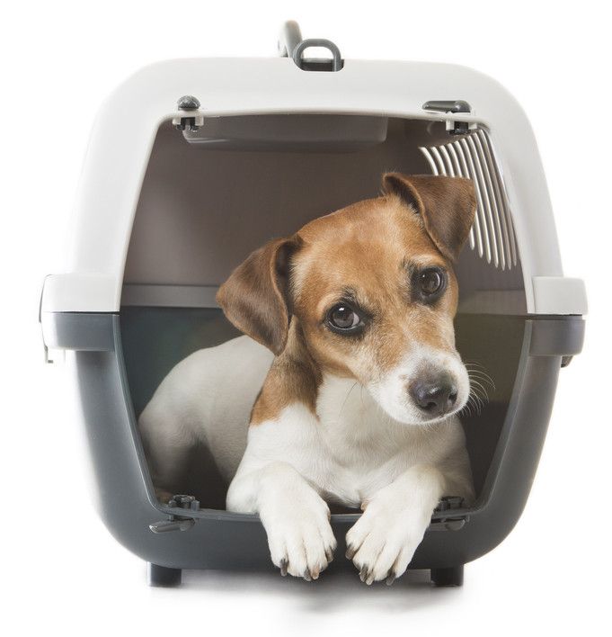 Mobile Dog Transportation for Boarding Made Easier